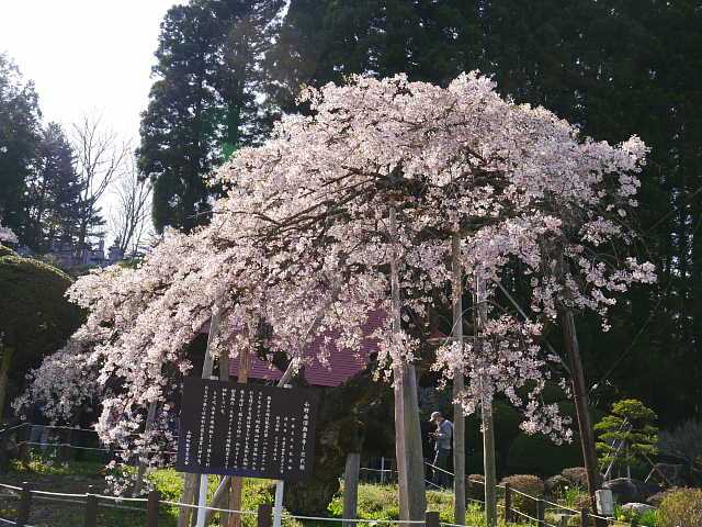 赤沼無量寺のしだれ桜　桜 写真