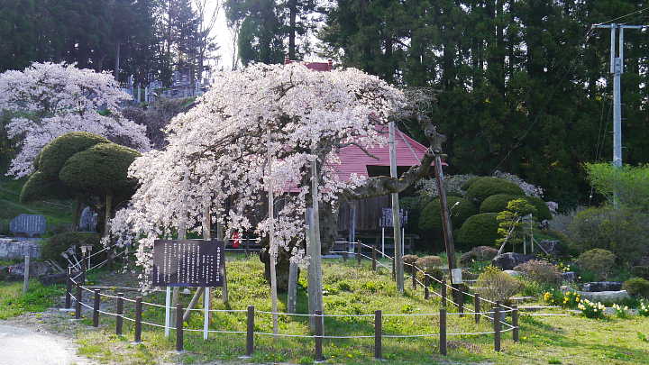 赤沼無量寺のしだれ桜　桜 写真