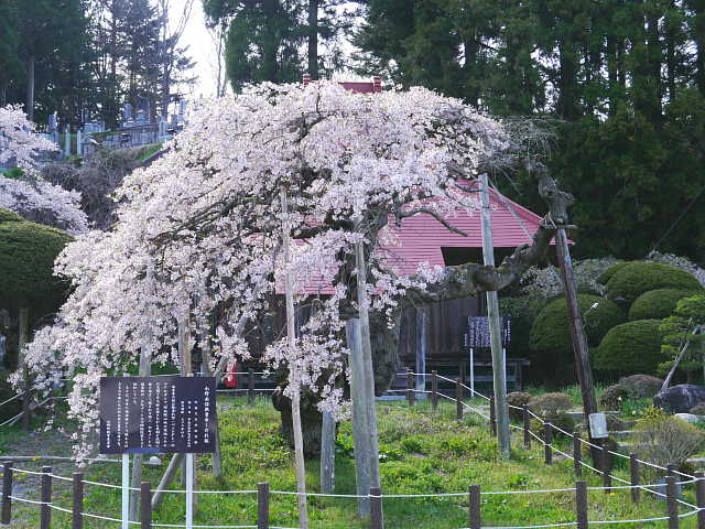 赤沼無量寺のしだれ桜　 写真
