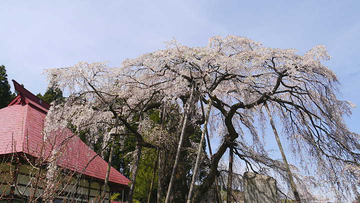 田村　永泉寺　しだれ桜　　展望台から　桜 写真