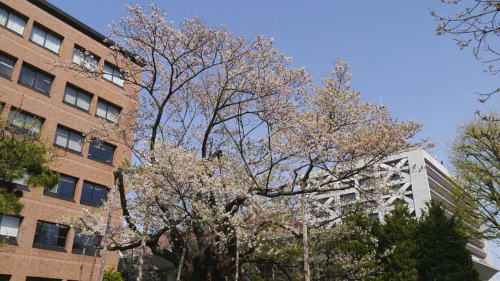 盛岡　石割桜　桜 写真