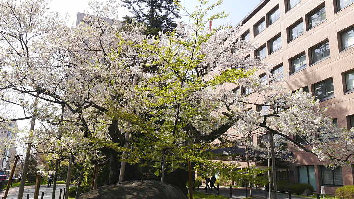盛岡　石割桜　桜 写真