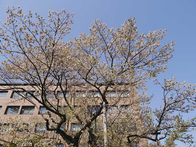 盛岡　石割桜　写真