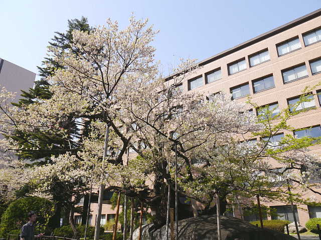 盛岡　石割桜　写真