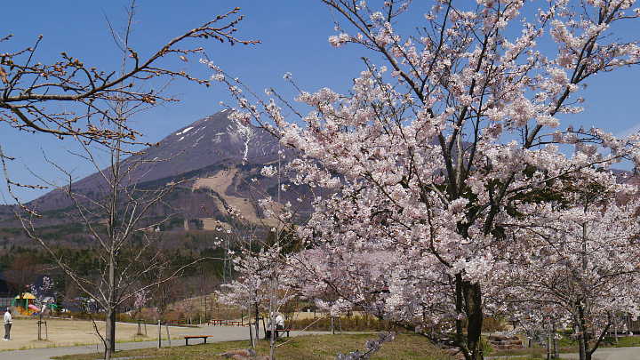 猪苗代　亀ヶ城公園　桜 写真