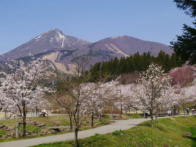 猪苗代　亀ヶ城公園　桜 写真