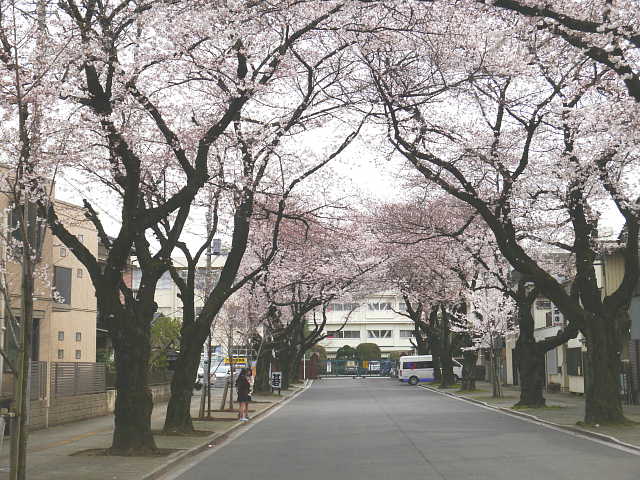 川越女子高校　桜 写真