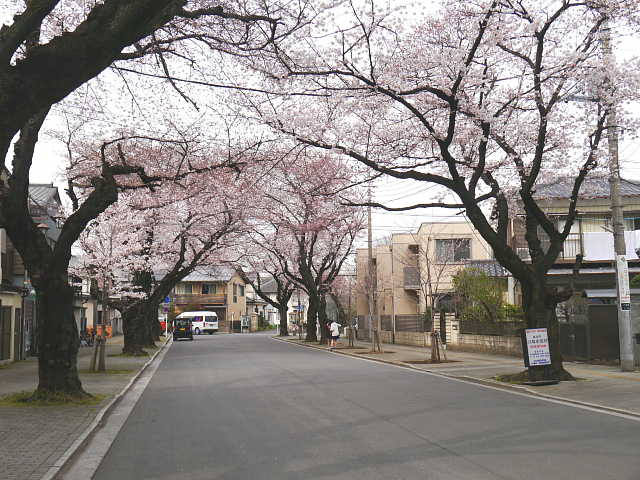 川越女子高校　桜 写真