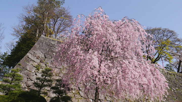 盛岡城跡公園（岩手公園）　桜 写真