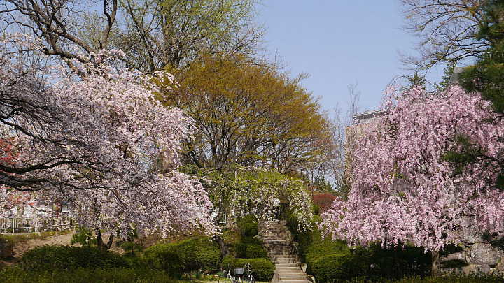 盛岡城跡公園（岩手公園）　桜 写真