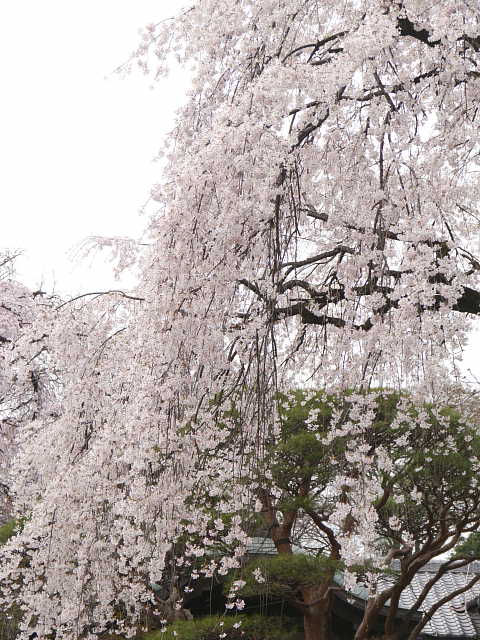 川越　中院　しだれ桜 写真