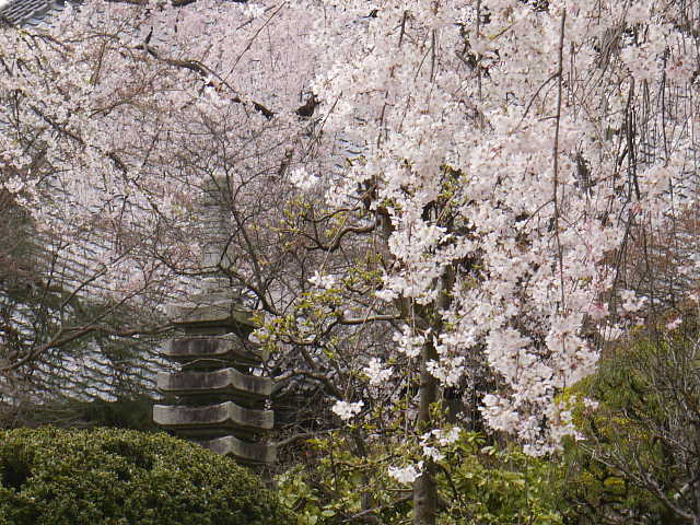 川越　中院　しだれ桜 写真