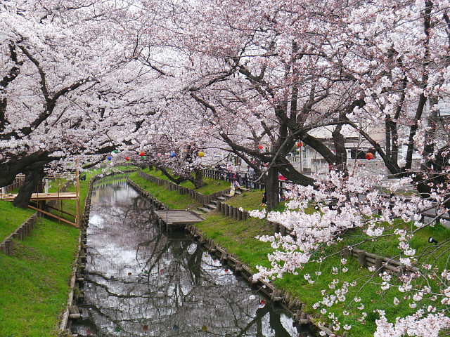 川越　新河岸川　桜 写真