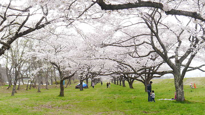 雫石川園地　桜 写真
