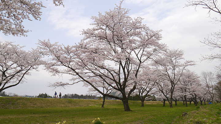 雫石川園地　桜 写真
