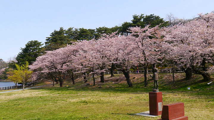 盛岡　高松の池　桜 写真
