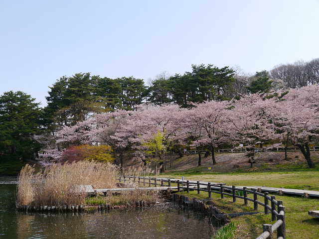 盛岡　高松の池　写真