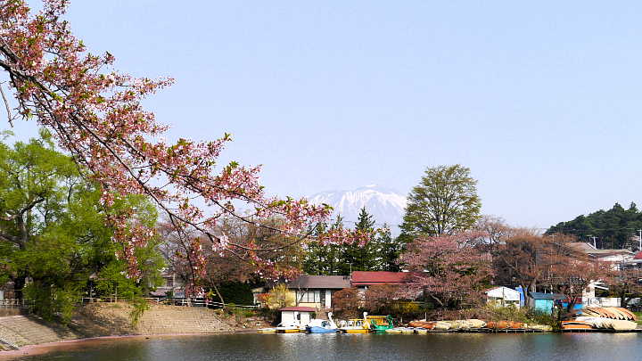盛岡　高松の池　桜 写真