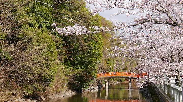 甲府　武田神社　桜 写真