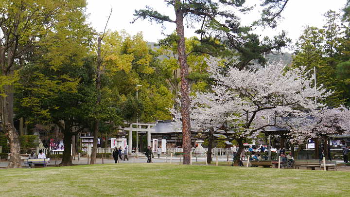 甲府　武田神社　桜 写真