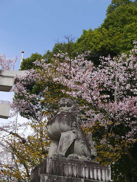 甲府　武田神社・武田通り　桜 写真