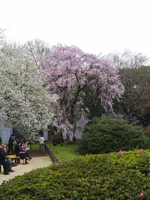 東京国立博物館　庭園　桜 写真