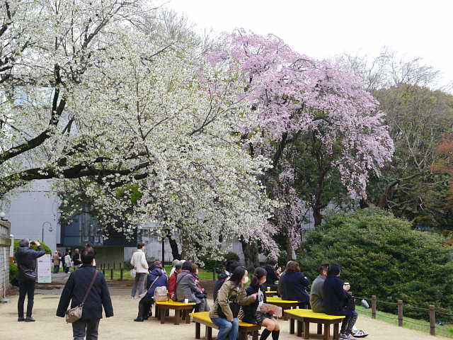 東京国立博物館　庭園　桜 写真