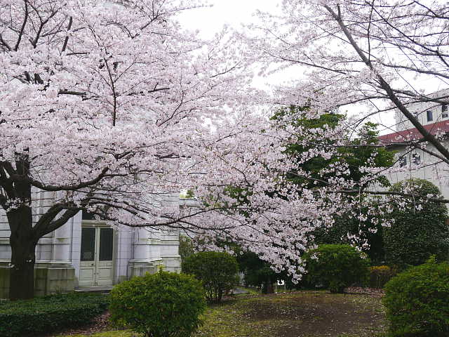 東京国立博物館　庭園　写真