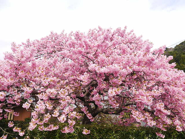 河津桜　かじやの桜 写真