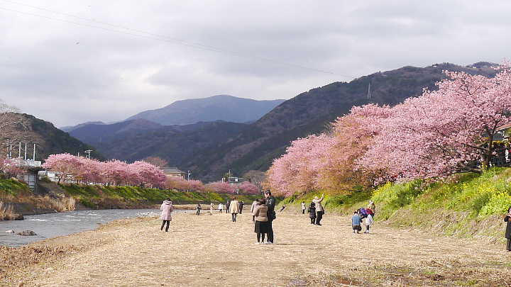 河津桜　桜 写真