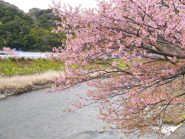 河津桜　桜 写真