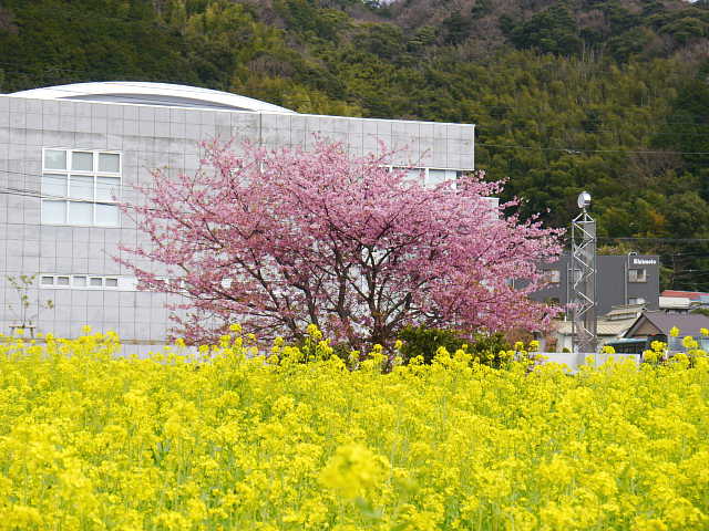 河津桜　役場の桜　写真