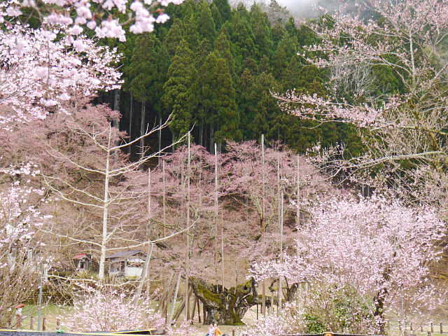 根尾谷　ヒガンザクラ　桜 写真
