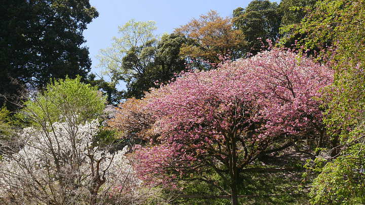 多摩森林科学園　桜 写真