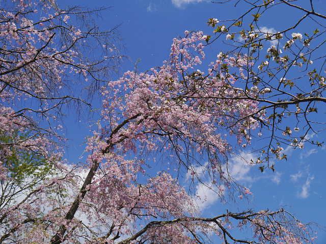 多摩森林科学園　桜 写真
