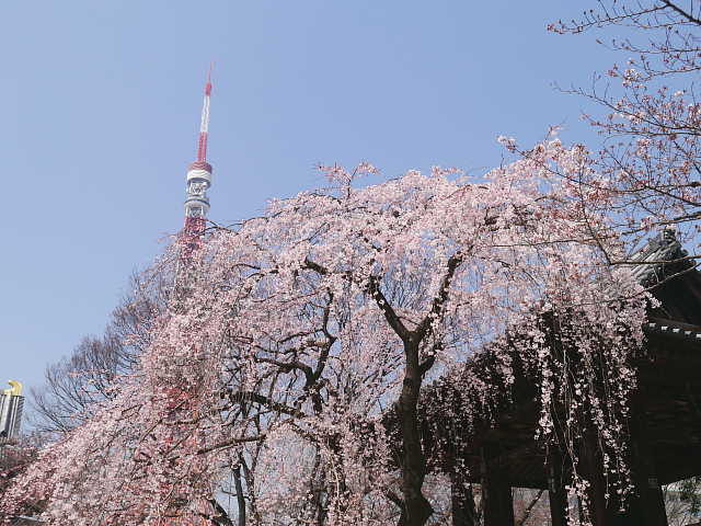 増上寺　桜 写真