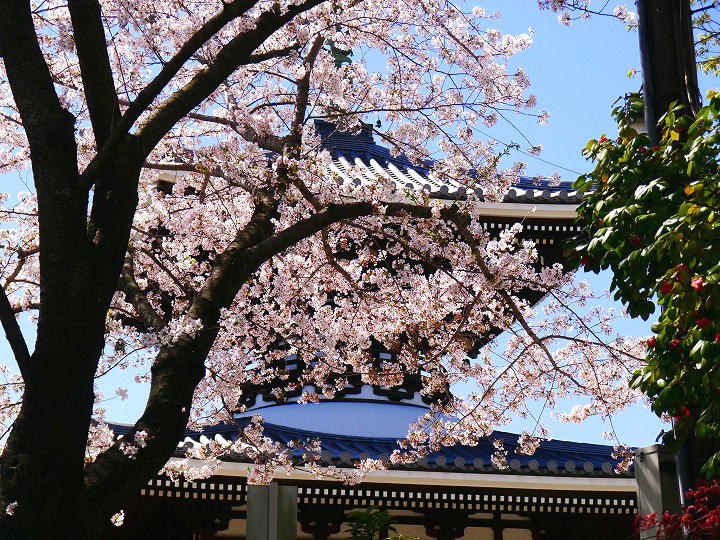 護国寺 桜 写真