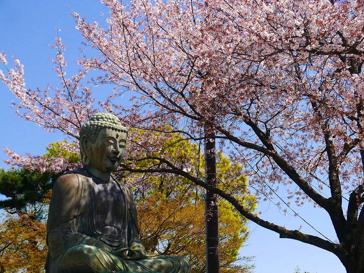 護国寺 桜 写真