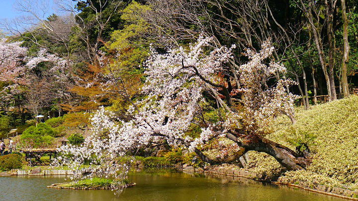 肥後細川庭園 桜 写真