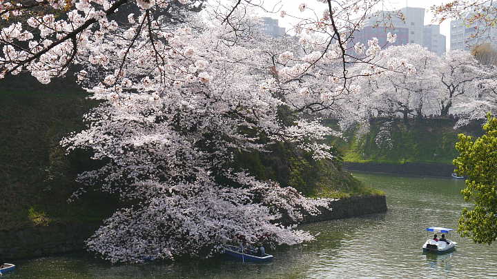 皇居　北の丸公園 桜 写真