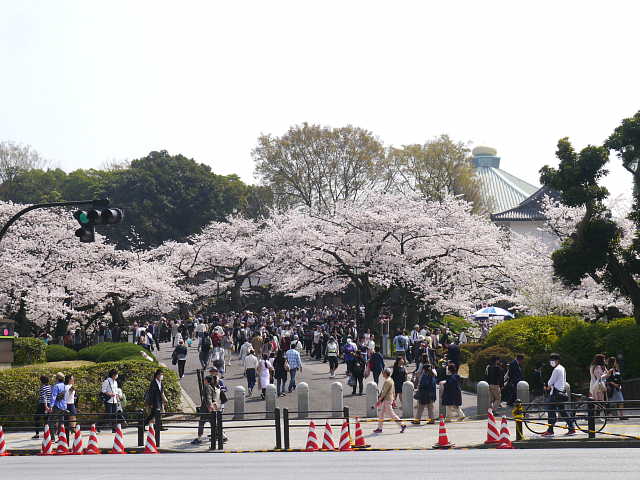 皇居　北の丸公園 桜 写真