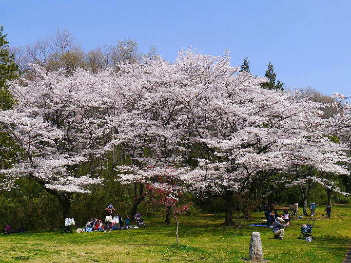 都立桜ヶ丘公園　 写真