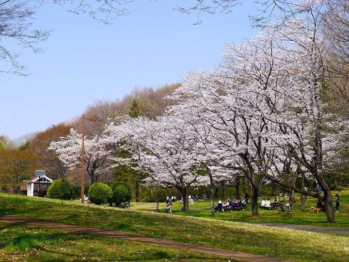 都立桜ヶ丘公園　 写真