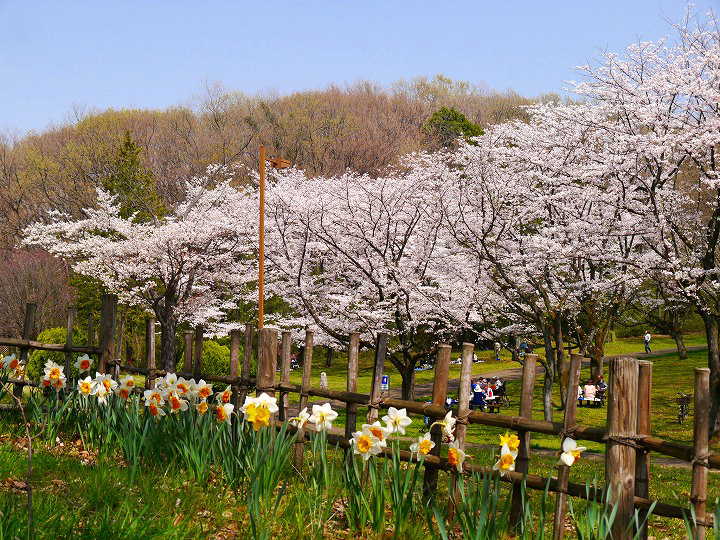 都立桜ヶ丘公園 桜 写真