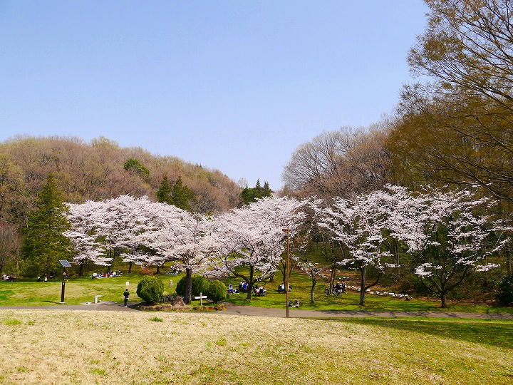 都立桜ヶ丘公園 桜 写真