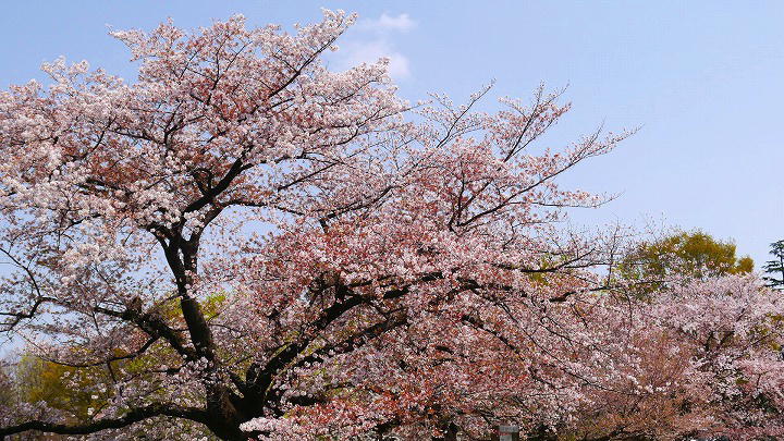 武蔵野中央公園 桜 写真