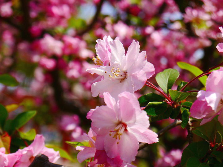 武蔵野中央公園 桜 写真