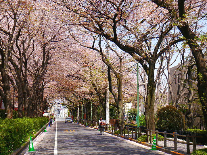 武蔵野中央公園　写真