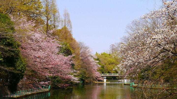武蔵関公園　 写真