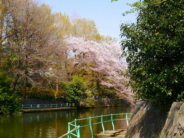 武蔵関公園　 写真